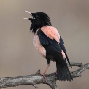 Rosy Starling - courtesy of RSPB
