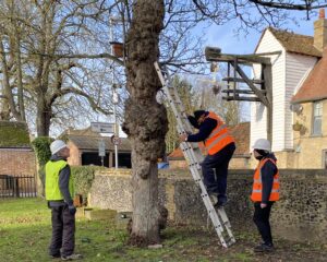 Two people in high-vis jackets stand next to a large tree, as another climbs a ladder to install a bird box