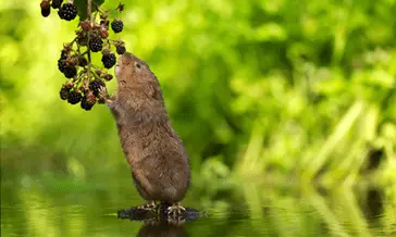 A water vole nibbles on blackberries overhanging shallow water, against a green leafy background.